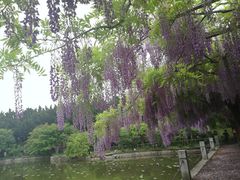 -嘉定紫藤园