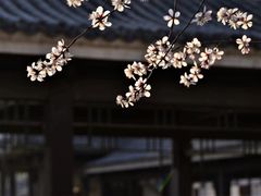 -华为合作店(金陵西路)