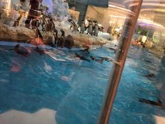 -帝企鹅自助餐厅•儿童岛•真企鹅(长隆企鹅酒店)