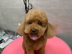 -宠福鑫康馨动物医院·骨科·眼科