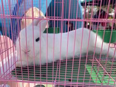 -季高兔窝窝亲子园(上海薰衣草公园店)