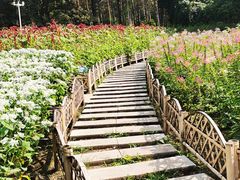 -黑龙江省森林植物园