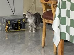 -猫小院猫主题餐厅(南锣旗舰店)