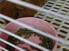 -我爱猫咪·猫咖·狗咖·安哥拉兔·羊驼咖(小寨华旗店)