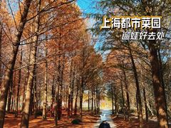 -上海都市菜园