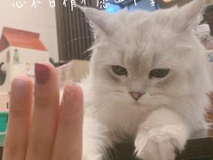 -逗柴咖啡屋·狗咖猫咖宠物桌游