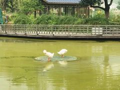 -静之湖度假区