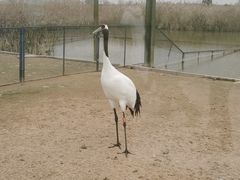 -盐城丹顶鹤湿地生态旅游区
