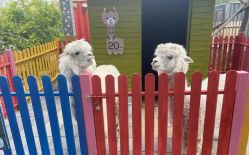 -萌宠亲子动物乐园(槐房万达店)