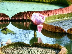 -国家植物园南园