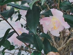 -广西壮族自治区药用植物园