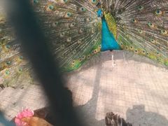 -意大利农场度假村