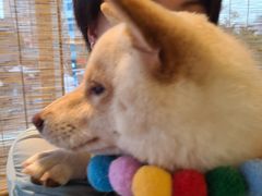 -南京Hallo宠物乐园·哈罗犬舍·柴犬繁育基地