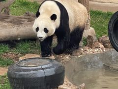 -石家庄市动物园