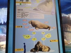 -海合安武汉极地海洋公园