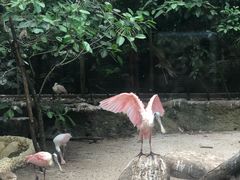 -新加坡飞禽公园