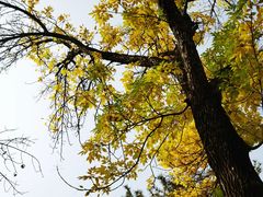 -元大都城垣遗址公园