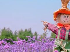 -北纬44度·金珠花海休闲农业旅游景区