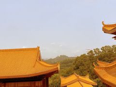 -深圳仙湖植物园