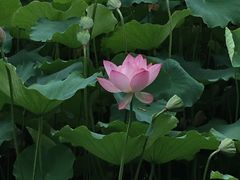 -荔湾湖公园