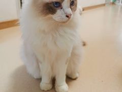 -猫在这儿猫咪咖啡馆·撸猫馆