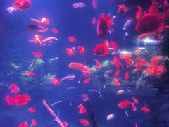 -南昌海洋公园