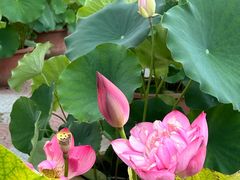 -莲花池公园