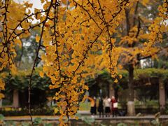 -四川大学(华西校区)