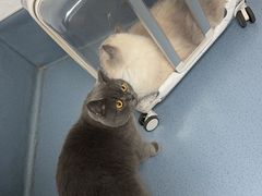 -宠颐生动物医院·猫科·心脏科(海口分院)