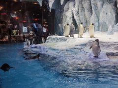 -帝企鹅自助餐厅•儿童岛•真企鹅(长隆企鹅酒店)