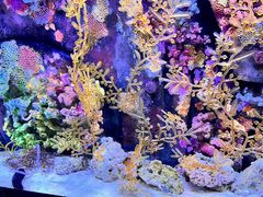 -暹罗海洋世界