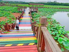 -荷塘月色湿地公园·向阳花洲