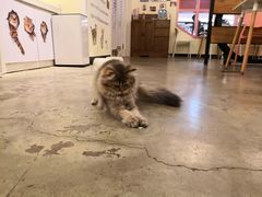 店员-喵匠猫主题咖啡(凯德和平广场店)