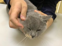 -爱妮康宠物医院·干细胞免疫细胞·肿瘤·心脏(张江店)