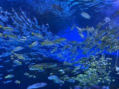 -海合安武汉极地海洋公园