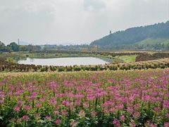 -径山花海