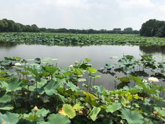 -荷塘月色湿地公园·向阳花洲