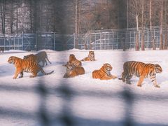 -横道河子东北虎林园