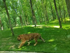 -北京野生动物园