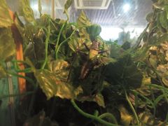 -上海昆虫博物馆