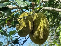 -西双版纳基诺山寨