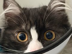 -艾贝尔宠物医院 ·内科全科(梁溪路店)