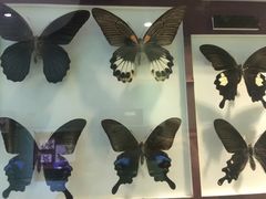 -上海昆虫博物馆