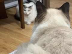 -乖乖宠物医院·猫科·急重症中心(车站北路分院)