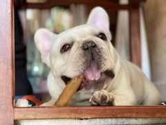 -萌宠之家·腊肠犬·马尔泰·小体犬舍