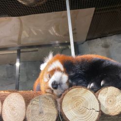 -Zoolung Zoolung动物主题公园(海信广场店)