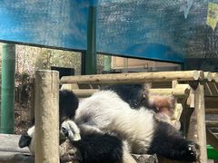 -栾川竹海野生动物园