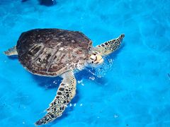 -泉城欧乐堡海洋极地世界