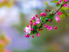 -海棠花溪(元大都城垣遗址公园)