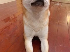 -喜柴咖啡·柴犬狗咖